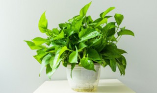 绿箩放在水里怎么养(绿萝可以全部养水下吗)