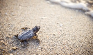 养乌龟怎么保持水质 乌龟如何保持水质