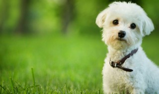 洋气的英文宠物狗名字 洋气的英文狗狗名字