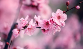 关于夏天梅花的句子 关于冬天梅花的句子