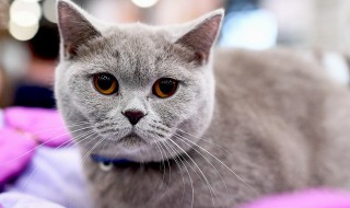 公猫做完绝育以后需要注意什么（公猫做绝育之后需要注意什么）