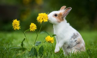 如何照顾野生小兔子 如何养活野兔子