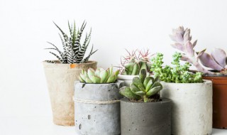 水泡多肉怎么养 水泡多肉怎么养护