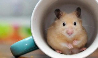 仓鼠怎么养活（一只仓鼠怎么养活）