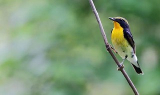 黄眉姬鹟怎么饲养 黄眉鹀怎么养