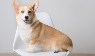 柯基怎么喂养 两个月的柯基怎么喂养