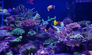 海水观赏鱼怎么养（观赏鱼可以用海水养吗）