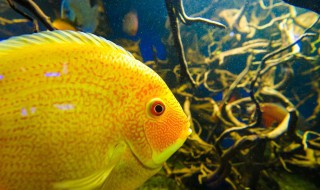 球玛丽鱼生小鱼怎么养（玛丽鱼怎么养）