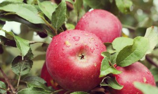 苹果树的养殖方法和注意事项 苹果树养殖方法及过程
