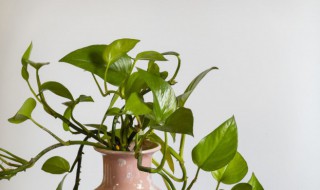 绿萝的养殖方法和注意事项 大叶绿萝的养殖方法和注意事项