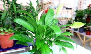 土培白掌的养殖方法和注意事项(土培白掌的养殖方法和注意事项视频)