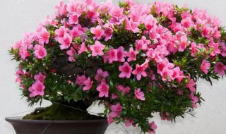 杜鹃花的养殖方法和注意事项（杜鹃花的养殖方法和注意事项 地栽）