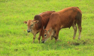 牛要怎么养才长得快（怎么养牛才能长得快）