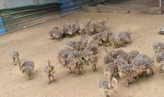 鸵鸟苗怎么养(鸵鸟苗怎么养殖)