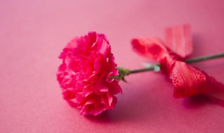 康乃馨鲜花怎么水养（鲜花康乃馨怎么养水里）