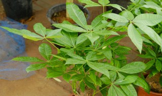 盆栽发财树怎么养（盆栽发财树怎么养护）