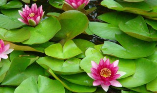 睡莲盆栽的种植方法 睡莲怎样种植方法图片