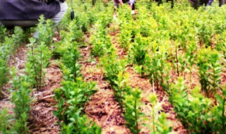 党参的种植方法（党参的种植方法和视频）