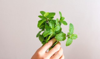 薄荷叶怎么种植方法 如何种薄荷叶