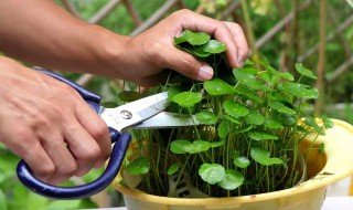 铜钱草的种植方法（铜钱草的种植方法和时间）