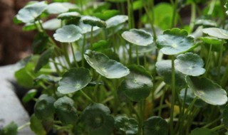 金钱草养殖方法和注意事项 金钱草养殖方法和注意事项水培