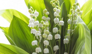 铃兰养殖方法和注意事项(铃兰的种植方法和注意事项)