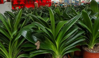 君子兰的养殖方法和注意事项大全 君子兰的养殖方法和注意事项大全图片