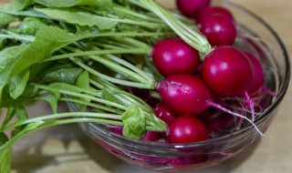 红萝卜种植时间和方法(小水红萝卜种植时间和方法)