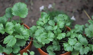 花毛茛种植方法 花毛茛种植方法和时间