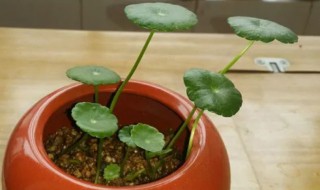 铜钱草怎么种植方法 铜钱草的种植方法