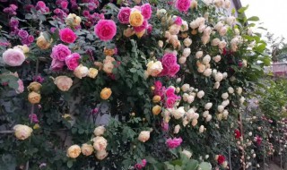 月季花养殖方法和注意事项(月季花栽培注意事项)