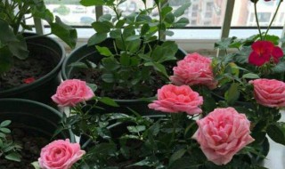 月季的种植方法（月季花怎么栽培）