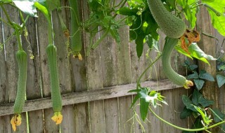 丝瓜种植时间和方法 丝瓜种植时间和方法简介 视频