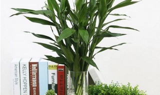 水培竹子怎么养（水培竹子怎么养不黄叶）