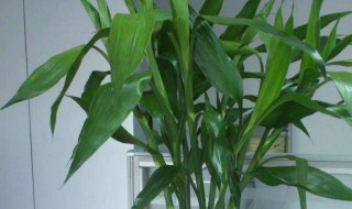 带根的富贵竹怎么水养 水养富贵竹带根的好养还是不带根的好养