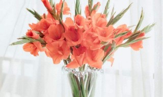 剑兰怎么水养（剑兰如何水养）