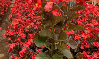 四季海棠水培怎么养殖 四季海棠花水培