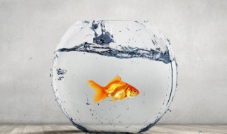 养鱼养水怎么养 给鱼养水怎么养