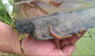 水蛭怎么养(在家里水蛭怎么养)