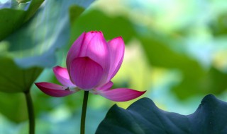 荷花苞怎么放水里养 荷花可以直接放在水里养吗