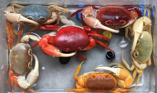 水果蟹怎么养 水果蟹怎么养不吃东西了