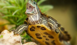 半水龟怎么养 半水龟怎么养比较好