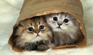 刚出生的猫怎么喂养(才出生猫咪怎么喂养)