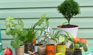 松树种植方法 松树的种植技术