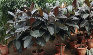 橡皮树养殖方法和注意事项(橡皮树养殖方法和注意事项 盆栽)