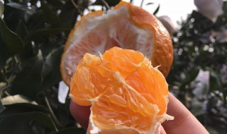 沃柑种植技术与管理方法（沃柑种植技术与管理方法全集）