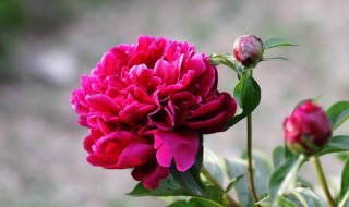 芍药养殖方法和注意事项 芍药养殖方法和注意事项有哪些