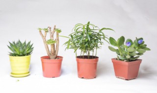 龙船花冬天的养殖方法和注意事项（龙船花冬天的养殖方法和注意事项有哪些）