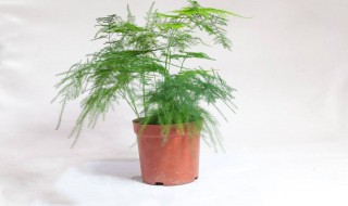 云竹养殖方法和注意事项 云竹养殖方法和注意事项有哪些发财树根坏了还能活吗