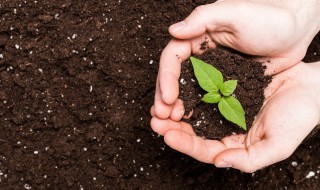 金虎的养殖方法和注意事项（金虎怎么养殖）